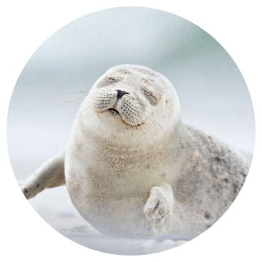 teacher.seal